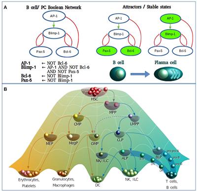 From Discrete to Continuous Modeling of Lymphocyte Development and Plasticity in Chronic Diseases